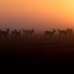 001-AFRICA-ZAMBIA-BANGWEULU-Antelope-black-lechwe-01
