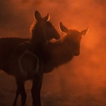 002-AFRICA-NAMIBIA-ONGAVA-Antelope-Cobe-à-croissant-01