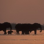 003-AFRICA-ZAMBIA-LOWER.ZAMBEZI-Elephant