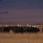 004-AFRICA-TANZANIA-N'GORONGORO-Buffalo-01