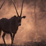 005-AFRICA-NAMIBIA-ONGAVA-Antelope-Oryx-01