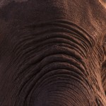 006-AFRICA-ZAMBIA-SOUTH.LWANGUA-TAFIKA-Elephant-02