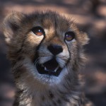 008-AFRICA-SOUTH.AFRICA-GREYSTONE.WILD.PARK-Cheetah-01