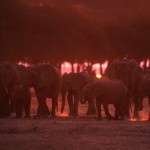 009-AFRICA-ZIMBABWE-MANA.POOLS-Elephant-03