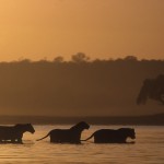 011-AFRICA-BOTSWANA-CHOBE-Lion-01