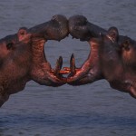 012-AFRICA-ZAMBIA-SOUTH.LWANGUA-TAFIKA-Hippopotame-01