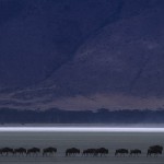 013-AFRICA-TANZANIA-N'GORONGORO-Antelope-Wildebeest-01