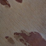 013-CLOSE-UP-CANADA-BARK