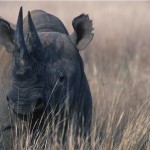 014-AFRICA-ZIMBABWE-INERE-Rhinoceros-01