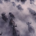 015-AFRICA-BOTSWANA-OKAVANGO-MOMBO-buffalo-03
