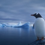 017-ANTARCTICA-SOUTH.GEORGIA-Gentoo.Penguin-01