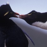 019-ANTARCTICA-FALKLAND'S-SEA.LION.ISLAND-Rockhopper.Penguin-01