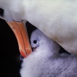 021-ANTARCTICA-FALKLAND'S-NEW.ISLAND-Albatross.021