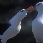 023-ANTARCTICA-FALKLAND'S-NEW.ISLAND-Albatross-02