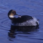 025-ANTARCTICA-FALKLAND'S-SEA.LION.ISLAND-Grebe-Ardentee-01