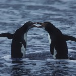 027-ANTARCTICA_FALKLAND'S-MACQUARIE-Rockhopper.Penguin-03