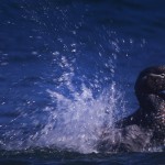 029-ANTARCTICA-FALKLAND'S-SEA.LION.ISLAND-Duck