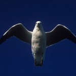 030-ANTARCTICA-PENINSULA-LEMAIRE.CHANNELChionis-01