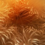 031-EUROPE-IRLAND-SKELLINGS-Sea.anemone