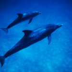 031-UNDER.SEA-NORTH.AMERICA-BAHAMAS-Spotted.dolphin