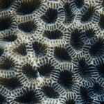 033-ASIA-MALDIVES-Coral