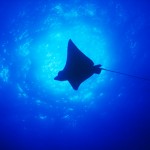 036-ASIA-MALDIVES-eagle-ray