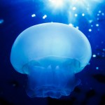 037-UNDER.SEA-EUROPE-MEDITARRANEAN.SEA-CORSICA-Jellyfish