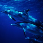 040-UNDER.SEA-NORTH.AMERICA-BAHAMAS-Spotted.dolphins