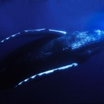 044-NORTH.AMERICA-TURK&KAIKOS-humpback.whale