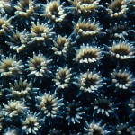 045-ASIA-MALDIVES-Coral.polyp