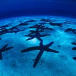 045-NORTH.AMERICA-BAHAMAS-Starfishes