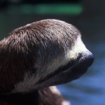 048-SOUTH.AMERICA-AMAZONIA-BRASIL-Sloth