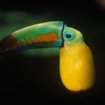 050-SOUTH.AMERICA-COSTA-RICA-MANUEL.ANTONIO-Keel.billed.toucan