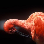 052-SOUTH.AMERICA-VENEZUELA-LLANOS-CEDRAL-Scarlet.ibis