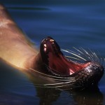 053-SOUTH.AMERICA-ECUADOR-GALAPAGOS-Sea.lion