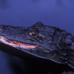 055-SOUTH.AMERICA-COSTARICA-Caiman