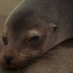 057-SOUTH.AMERICA-ECUADOR-GALAPAGOS-Sea.lion