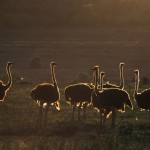 061-AFRICA-SOUTH.AFRICA-OUDTSHOORD-OSTRICH