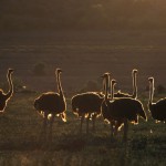 061-AFRICA-SOUTH.AFRICA-OUDTSHOORD-OSTRICH