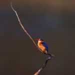 062-AFRICA-BOTSWANA-CHOBE-KINGFISHER