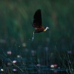 064-AFRICA-BOTSWANA-OKAVANGO-JACANA