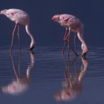 067-AFRICA-TANZANIA-N'GORONGORO-FLAMINGO