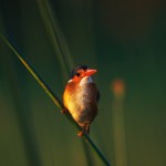 068-AFRICA-BOTSWANA-OKAVANGO-KINGFISHER