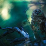 069-AFRICA-ZAMBIA-TAFIKA-OWL