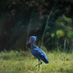 070-AFRICA-ZAMBIA-BANGWEULU-SHOEBILL