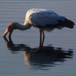 074-AFRICA-BOTSWANA-OKAVANGO-STORK