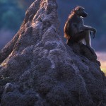 076-AFRICA-ZIMBABWE-HWANGE-Baboon.on.termite.mound