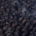 077-AFRICA-BOTSWANA-OKAVANGO-Buffalos-Aerial.view