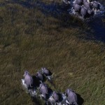 079-AFRICA-BOTSWANA-CHOBE-Elephants.Aerial.view