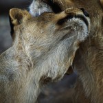 089-AFRICA-ZAMBIA-LOWER.ZAMBEZI-Lioness